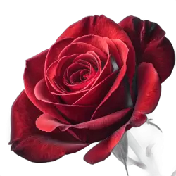 Imagen PNG para descargar